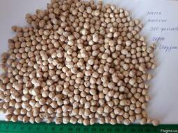 Продаем семена нута, чечевицы!