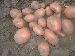 Продаем семенной картофель Беллароса I репродукции