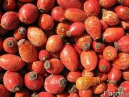 Продаем замороженный и сушеный шиповник (шипшина)