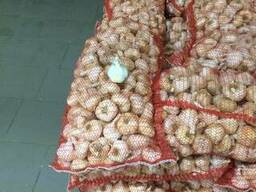 Продається часник Гермідор, Мессідорю Продам чеснок