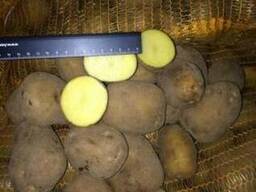 Продається картопля оптом від виробника