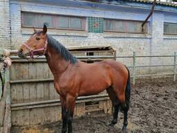 Продается племенной спортивный конь, мерин - УВП 8 лет