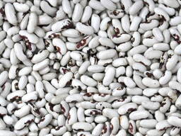 Купуємо квасолю на переробку.