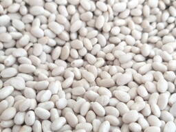 Пропонуємо квасолю від виробника