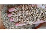 Продаємо насіння Озимоі Пшениці і Ячменю - фото 1