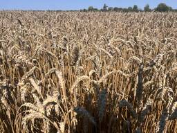 Продаємо Пшеницю 3- клас