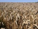 Продаємо Пшеницю 3- клас - фото 1