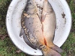 Продається короп