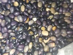 Продається квасоля