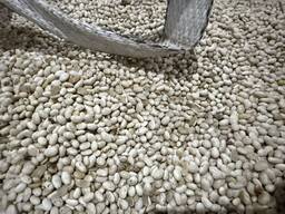 Продається квасоля мавка біла