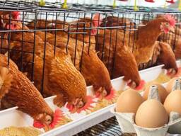 Продається птахофабрика в Київській області!