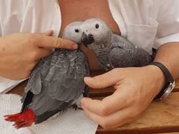 Продаються повністю ручні пташенята Жако (викормиші) Найрозумніший папуга Жако Алохвостий