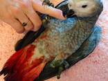 Продаються повністю ручні пташенята Жако (викормиші) Найрозумніший папуга Жако Алохвостий - фото 1