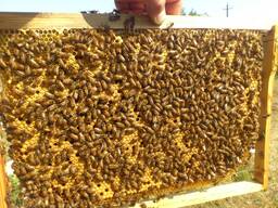 Продам 300 бджолопакетів з власної пасіки
