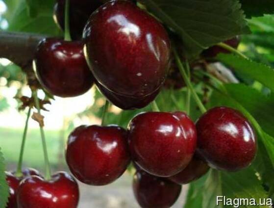 Продам 60 т черешни средней по калибру