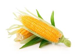 Продам 70-80тонн кукурудзи з поля