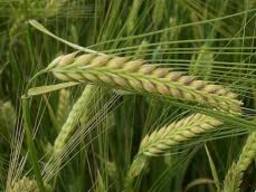 Продам 9 Вал (ячьмень)