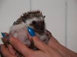 Продам африканского карликового ежа - фото 1