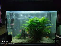 Продам акваріум 180л з обладнанням і рибками Павлоград Гурами Неони