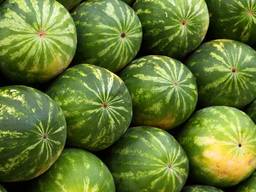 Продам Арбузы Казахстанские возможно доставка