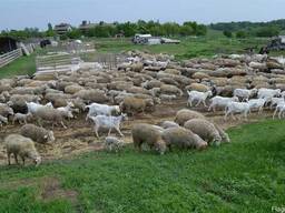 Продам баранину живым весом