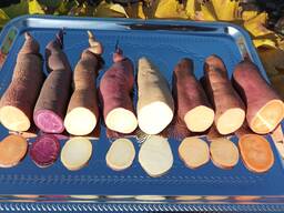 Продам батат 8 сортів, солодка картопля