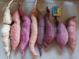 Продам батат 8 сортів, солодка картопля - фото 2