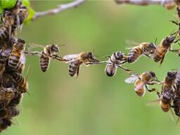 Продам бджіл