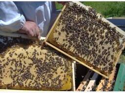 Продам бджолопакети