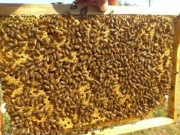 Продам бджолосім'ї-бджолопакети карника