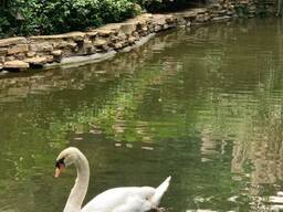 Продам белого лебедя, половозрелый самец