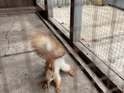 Продам білку Кривий Ріг та по Україні