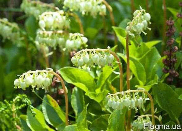 Боровая матка (ортилия) трава