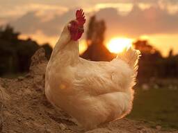 Продам бройлер КОББ 500