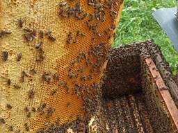 Оптимальні умови для отримання бджолопакетів