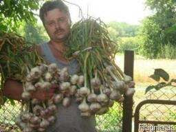 Продам часник на посадку