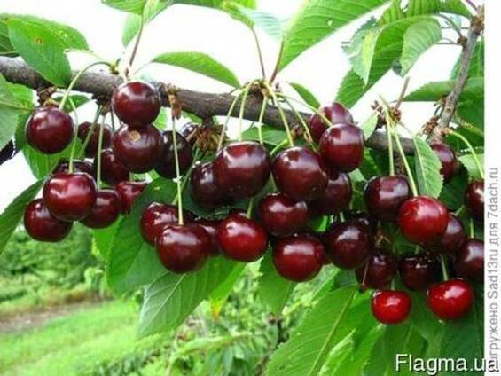 Продам черешню оптом Уголек