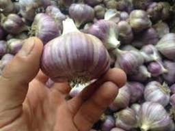 Продам чеснок Любаша