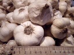 Продам чеснок сорт Мессидор (Messidor)