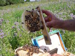 Продам чистопородні, селекційні бджоломатки, пчеломатки, матки Карпатки , плідні матки - фото 7