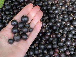 Продам чорну і червону смородину
