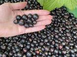 Продам чорну і червону смородину - фото 1
