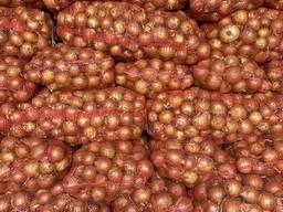 Продам цибулю лук оптом