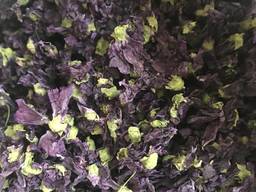 Продам цвіт мальви