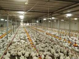 Продам бройлера живым весом, Черкасская о