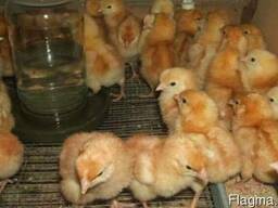 Продам суточных и подрощенных цыплят, породы Рэд бро