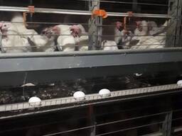 Продам діючу птахофабрику, що спеціалізується на виробництві яєць. Київська область.
