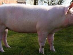 Продам домашнє порося