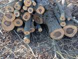Продам дрова горіха, яблуня - фото 1
