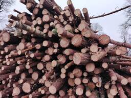 Продам дрова сосна береза 2м найму бригади вальщиків лісу